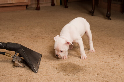Carpet odor removal by QuickDri Carpet & Tile Cleaning